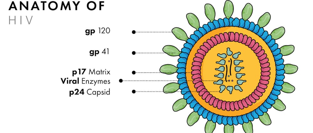 SARS-CoV2 - Protein hat Ähnlichkeiten zu HIV Beitragsbild