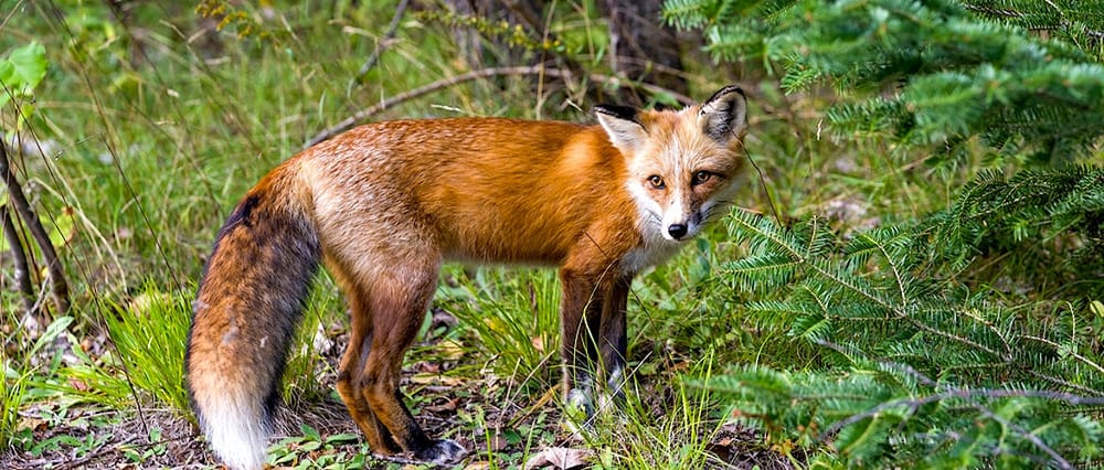 Fuchs, du hast den Fakt gestohlen | Von Markus Fiedler Beitragsbild